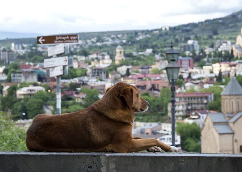 Europe’s Canine Capitals: Where Dogs Really Rule the Streets