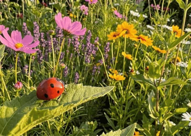 Transform Your Garden Into A Ladybug Sanctuary